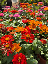 How to Grow and Care for Zinnia Plants: Ultimate Guide for Vibrant Blooms